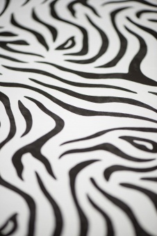 zebra2